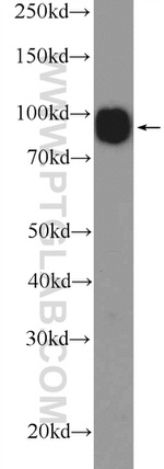 C2orf3 Antibody in Western Blot (WB)