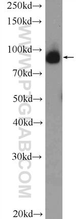 C2orf3 Antibody in Western Blot (WB)