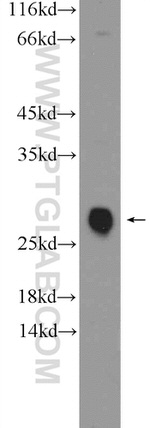 C16orf45 Antibody in Western Blot (WB)