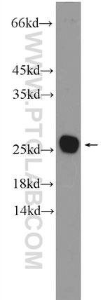 C16orf45 Antibody in Western Blot (WB)
