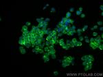 MLC1 Antibody in Immunocytochemistry (ICC/IF)