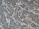 C20orf20 Antibody in Immunohistochemistry (Paraffin) (IHC (P))