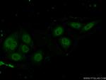 C20orf20 Antibody in Immunocytochemistry (ICC/IF)
