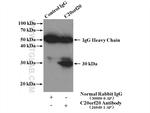 C20orf20 Antibody in Immunoprecipitation (IP)