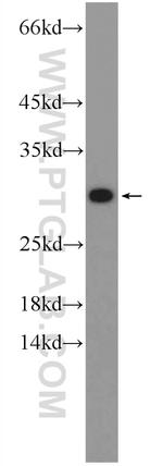 C20orf20 Antibody in Western Blot (WB)