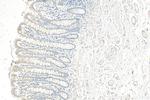 RNF141 Antibody in Immunohistochemistry (Paraffin) (IHC (P))