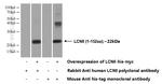 LCN8 Antibody in Western Blot (WB)