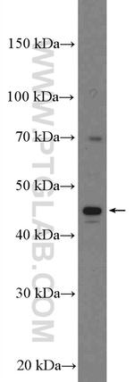 PEDF Antibody in Western Blot (WB)