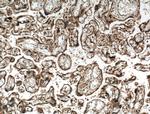 IGSF2 Antibody in Immunohistochemistry (Paraffin) (IHC (P))