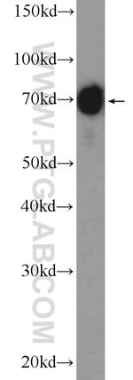 MSN Antibody in Western Blot (WB)