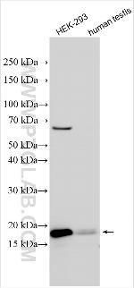 TSEN15 Antibody in Western Blot (WB)