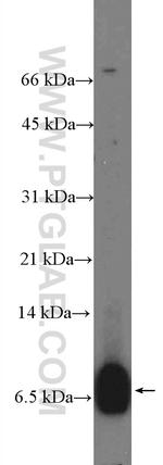 C4orf7 Antibody in Western Blot (WB)