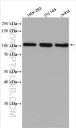SLFN11 Antibody in Western Blot (WB)