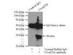 C1orf226 Antibody in Immunoprecipitation (IP)