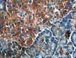UBXN10 Antibody in Immunohistochemistry (Paraffin) (IHC (P))