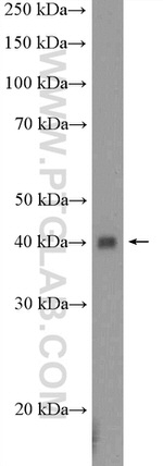 UBXN10 Antibody in Western Blot (WB)