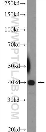 UBXN10 Antibody in Western Blot (WB)