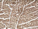 RASIP1 Antibody in Immunohistochemistry (Paraffin) (IHC (P))