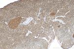 DUSP6 Antibody in Immunohistochemistry (Paraffin) (IHC (P))