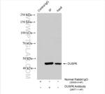 DUSP6 Antibody in Immunoprecipitation (IP)