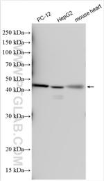 DUSP6 Antibody in Western Blot (WB)