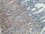 RLN3 Antibody in Immunohistochemistry (Paraffin) (IHC (P))