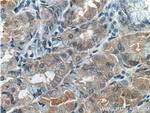 RLN3 Antibody in Immunohistochemistry (Paraffin) (IHC (P))