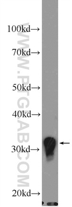 CLEC12B Antibody in Western Blot (WB)