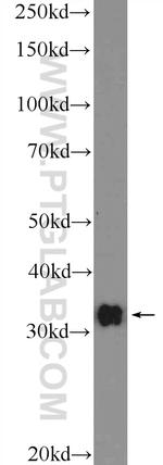 CLEC12B Antibody in Western Blot (WB)