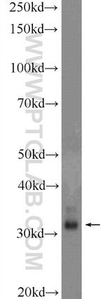 CLEC12B Antibody in Western Blot (WB)