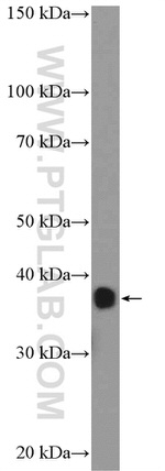 MAP9 Antibody in Western Blot (WB)