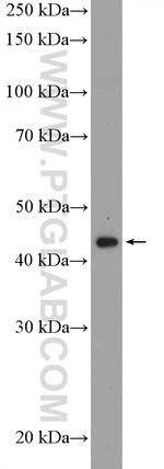MAP9 Antibody in Western Blot (WB)