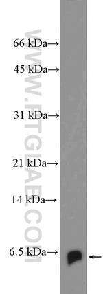 BOLA2 Antibody in Western Blot (WB)