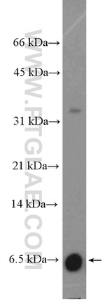 BOLA2 Antibody in Western Blot (WB)