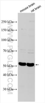 ENT2 Antibody in Western Blot (WB)