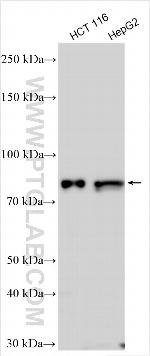 FAM35A Antibody in Western Blot (WB)