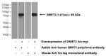 DMRT3 Antibody in Western Blot (WB)
