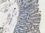 C12orf69 Antibody in Immunohistochemistry (Paraffin) (IHC (P))