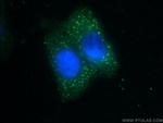 ZNF184 Antibody in Immunocytochemistry (ICC/IF)