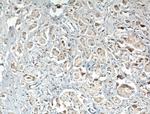 MAPK4 Antibody in Immunohistochemistry (Paraffin) (IHC (P))