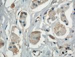 MAPK4 Antibody in Immunohistochemistry (Paraffin) (IHC (P))