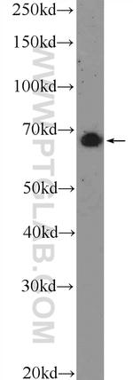 MAPK4 Antibody in Western Blot (WB)