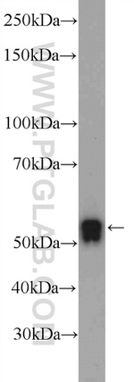 TEKT5 Antibody in Western Blot (WB)