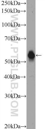TEKT5 Antibody in Western Blot (WB)