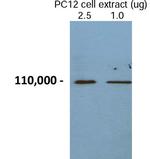 Chromogranin B Antibody in Western Blot (WB)