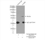 C1orf58 Antibody in Immunoprecipitation (IP)