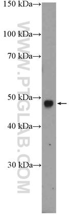 RIMKLB Antibody in Western Blot (WB)