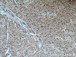 TTC5 Antibody in Immunohistochemistry (Paraffin) (IHC (P))