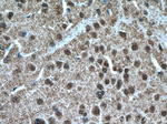 TTC5 Antibody in Immunohistochemistry (Paraffin) (IHC (P))
