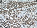 TTC5 Antibody in Immunohistochemistry (Paraffin) (IHC (P))